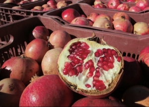 La grenade de Gabès, un fruit – patrimoine !