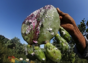 La cochenille du cactus en Tunisie: un ennemi redoutable et une menace persistante