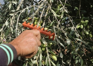 L’huile d’olive en Tunisie : un patrimoine national à reconquérir