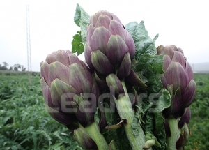 L’artichaut en Tunisie: une filière qui a besoin de se renouveler