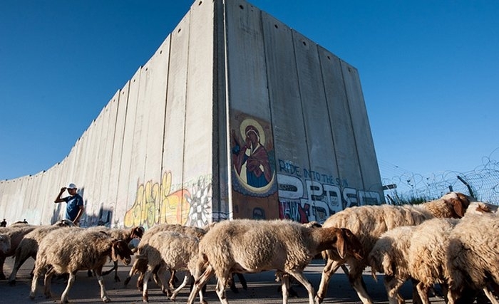 Quand l’armée israélienne s’en prend aux agneaux, aux brebis et aux vaches des palestiniens.