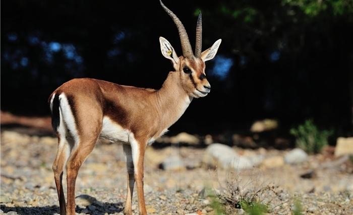 Comment conserver la gazelle de Cuvier 