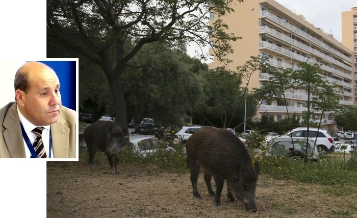 Ouajdi Souilem: L’incursion des sangliers dans les zones urbaines : entre l’imaginaire et le réel Ouajdi Souilem: L’incursion des sangliers dans les zones urbaines : entre l’imaginaire et le réel