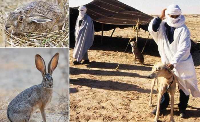 Chasse en Tunisie: Que dit la loi