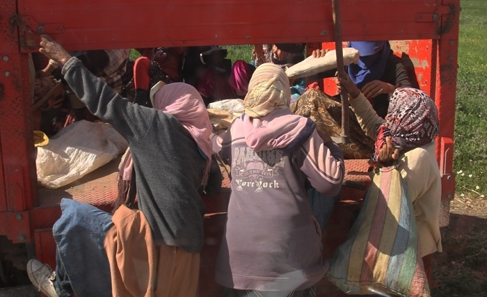 Tunisie : La route n’est pas le seul danger qui guette nos ouvrières agricoles