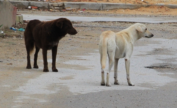 Pour éradiquer la rage: il faut résoudre le problème des chiens errants 