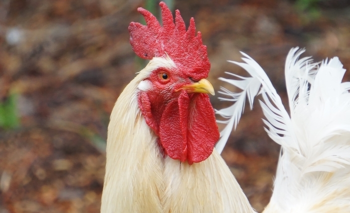 L’aviculture : un fleuron de l’économie tunisienne en agonie