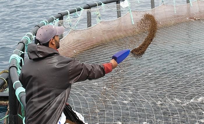 Pisciculture: un large potentiel