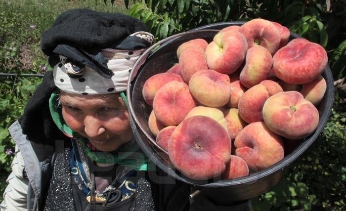 Pêche plate : fraîcheur d’été, «Paraguaya» en espagnol, en arabe «بـوطبڤايــة» (Album photos)