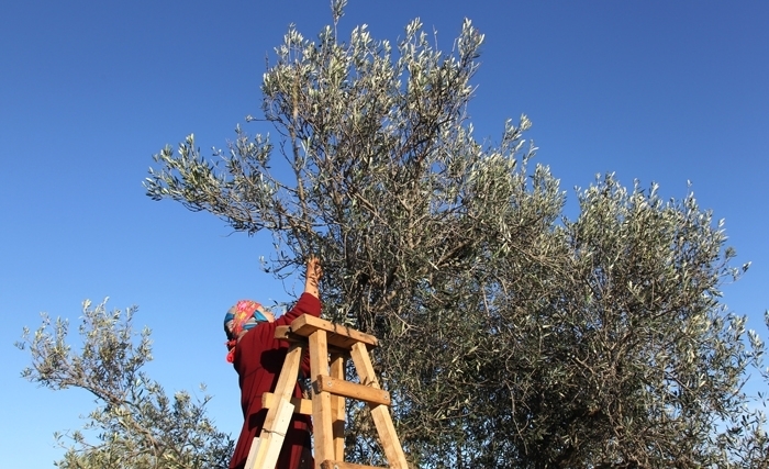 Tunisie: Nos oliviers, un précieux patrimoine en danger