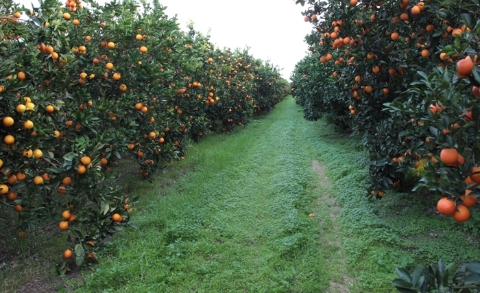 Agrumes - Une bonne saison se confirme: Une croissance de 26%