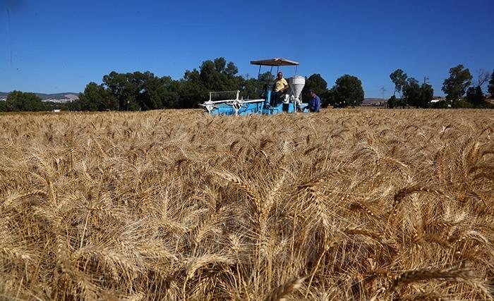 Céréales: Une récolte 2024 très moyenne, des progrès possibles  et des efforts nécessaires