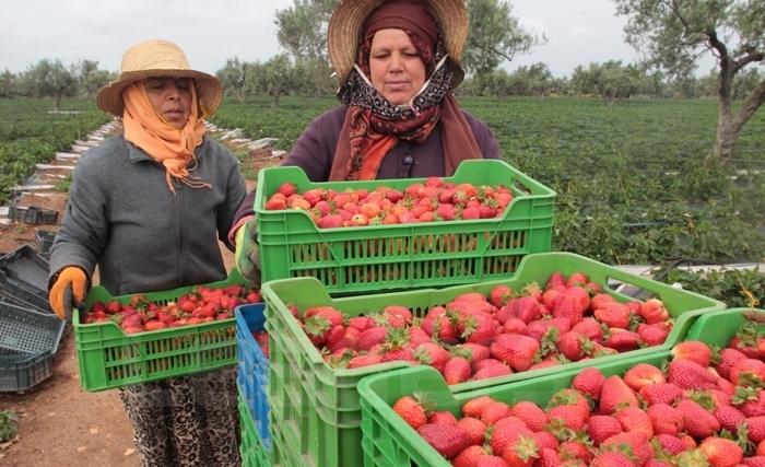 À l’occasion de la fête du travail: Un hommage particulier aux ouvrières agricoles À l’occasion de la fête du travail: Un hommage particulier aux ouvrières agricoles