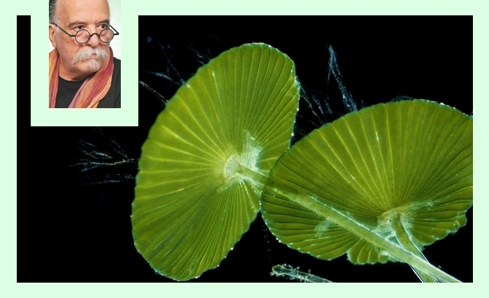 Acétabularia, joyau unicellulaire des îles Kerkennah: de la biologie marine à la pédagogie scientifique Acétabularia, joyau unicellulaire des îles Kerkennah: de la biologie marine à la pédagogie scientifique