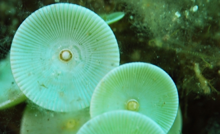 Acétabularia, joyau unicellulaire des îles Kerkennah: de la biologie marine à la pédagogie scientifique