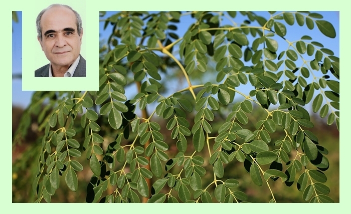 Le moringa: Un arbre parfait pour la nutrition, la santé et l’environnement