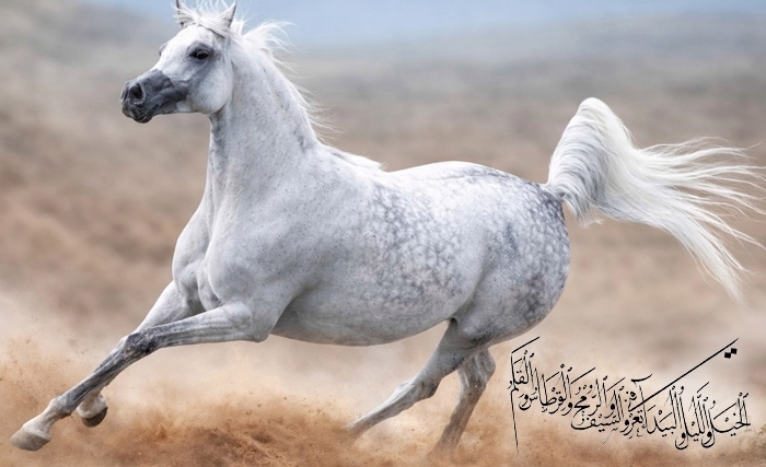 Le cheval tunisien: Une richesse et un patrimoine national à promouvoir