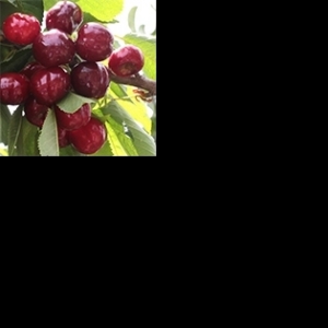 Cerisiers et cerises: Tout ce qu’il faut savoir en 10 points 