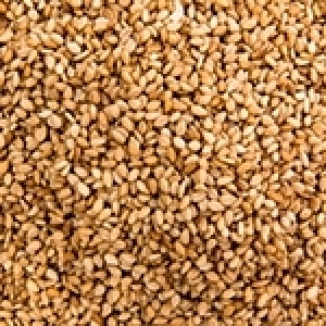 Le sésame: Saveurs, bienfaits et opportunités agricoles