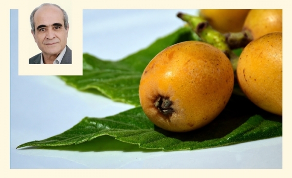 Ridha Bergaoui: La nèfle, un fruit peu connu, qui cache de nombreux atouts