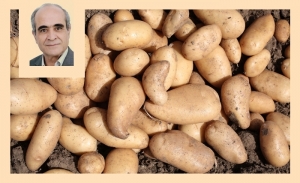 La pomme de terre en Tunisie: d’un produit marginal à un pilier stratégique (Album photos)