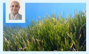 Posidonie: la forêt invisible qui protège la Méditerranée