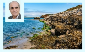 Les banquettes de posidonie, souvent mal perçues, pourraient sauver nos plages